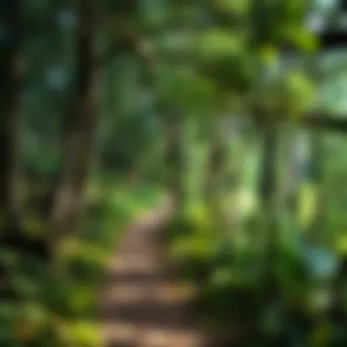 Journey of Self-Exploration A path winding through a lush forest, depicting the journey of self-exploration