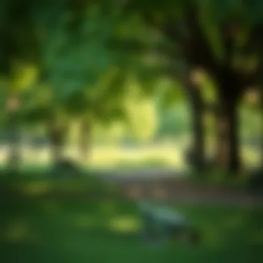 Nature's Mindset A peaceful park setting encouraging reflection and mindset shifts