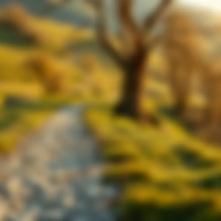 A winding path through a serene landscape representing personal growth