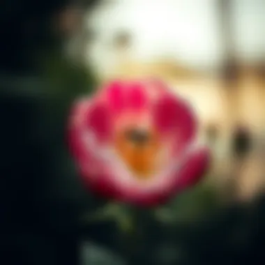 Concept of vulnerability illustrated through an open flower