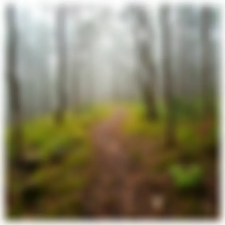 Journey Through the Unknown A winding path through a forest, suggesting a journey