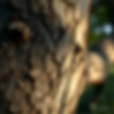 A close-up of tree bark, symbolizing communication through chemical signals