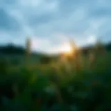 Concept of mindfulness in nature