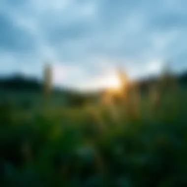 Concept of mindfulness in nature