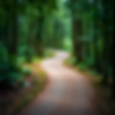 A winding path through a lush forest indicating the journey of life