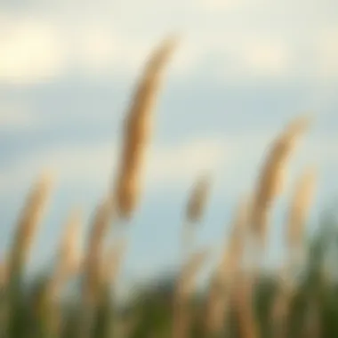 Cultural significance of Sweetgrass