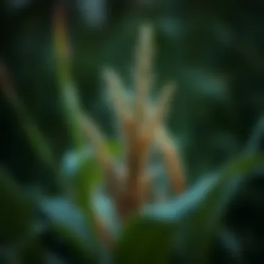 Spiritual motifs depicted in Sweetgrass