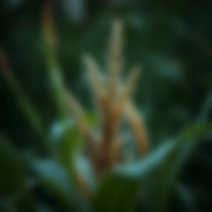 Spiritual motifs depicted in Sweetgrass