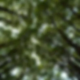 A dense forest canopy showcasing the interconnectedness of trees