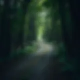 A solitary path winding through a dense forest, symbolizing unconventional choices