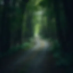 A solitary path winding through a dense forest, symbolizing unconventional choices