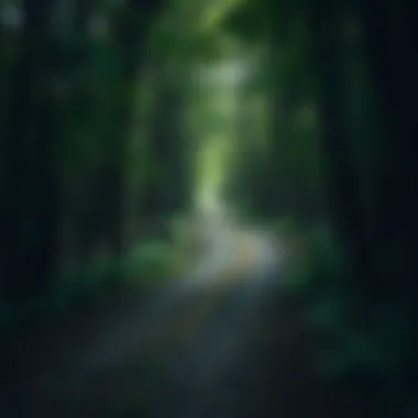 A solitary path winding through a dense forest, symbolizing unconventional choices