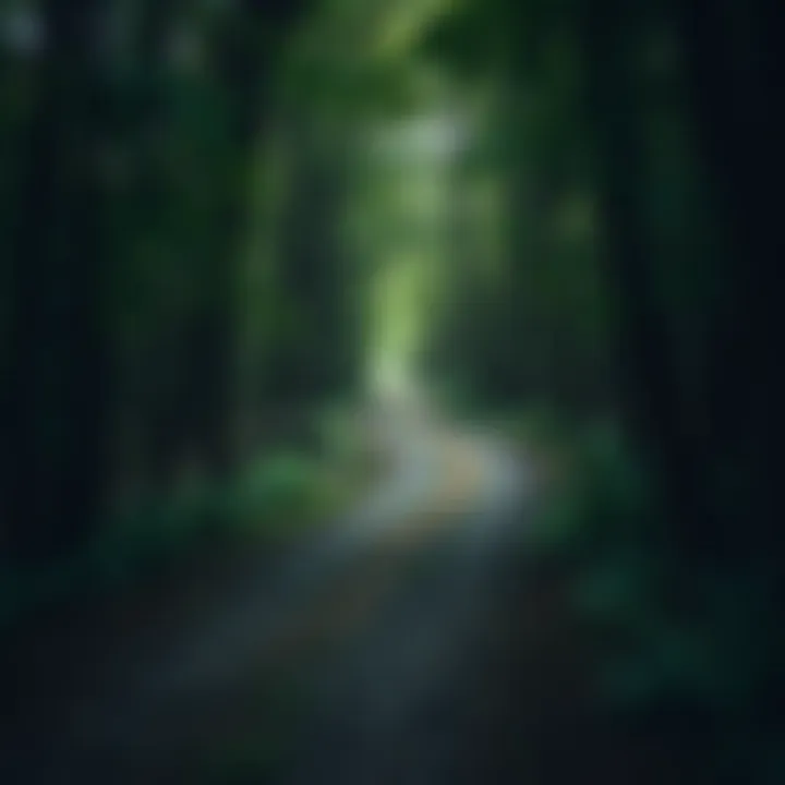 A solitary path winding through a dense forest, symbolizing unconventional choices