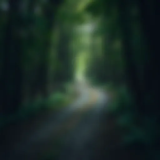 The Solitary Path A solitary path winding through a dense forest, symbolizing unconventional choices