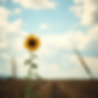 Solitude and Resilience A solitary sunflower standing tall in a desolate landscape