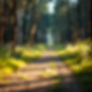 Path to Spiritual Awakening A path through a tranquil forest symbolizing spiritual awakening