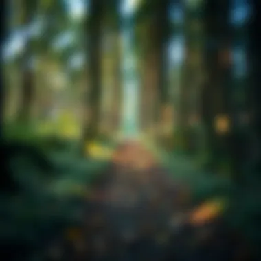 A path through a forest showcasing the journey of self-discovery