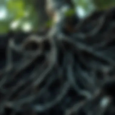 The Roots of Resilience An artistic depiction of roots growing deep, symbolizing foundational strength