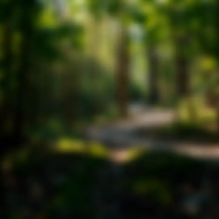 Navigating the Journey of Today A winding path through a forest representing life's journey