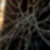 The intricate web of power dynamics