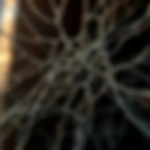 The intricate web of power dynamics